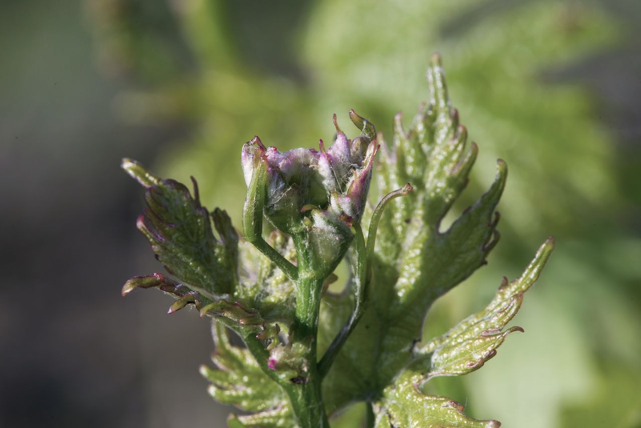 Vignoble Macro 5-Croissance herbacee 1042